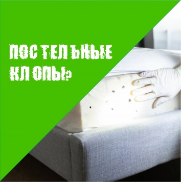 Постельные клопы после зимы: как обнаружить и уничтожить