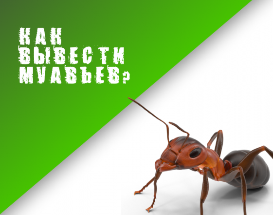 Муравьи на участке: как спасти урожай на ранней стадии